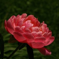 Web_article