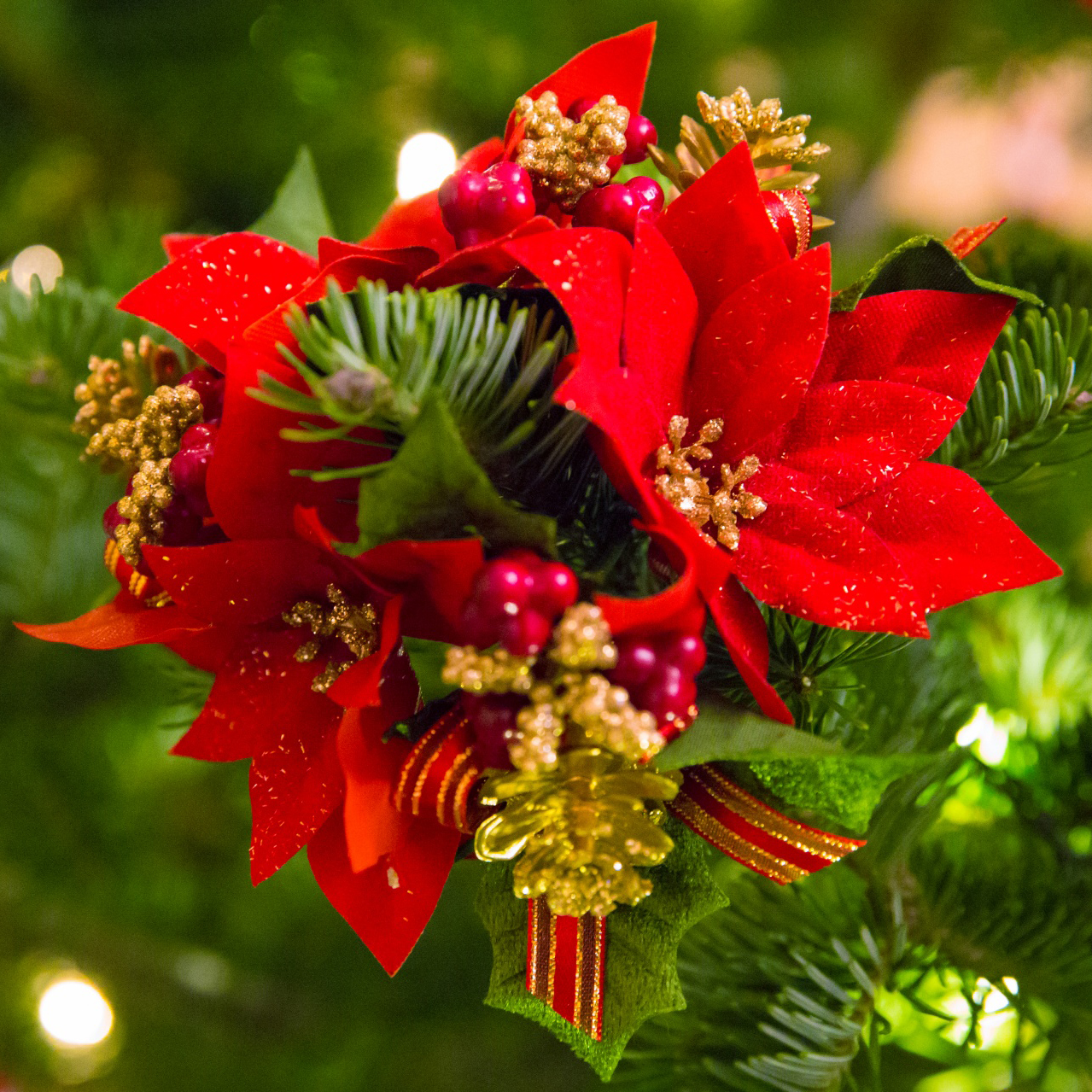 poinsettia pic new website news