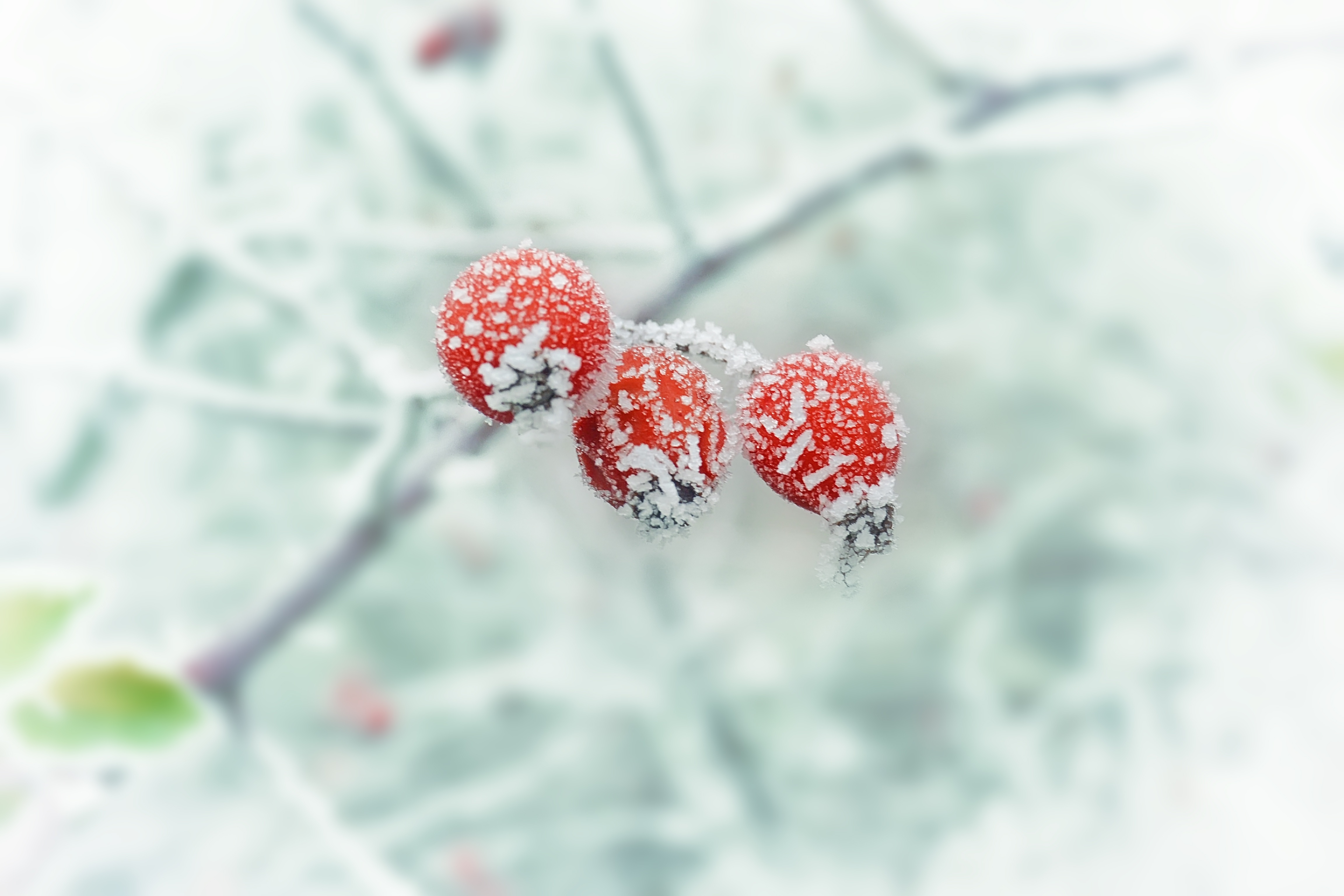 winter-654442